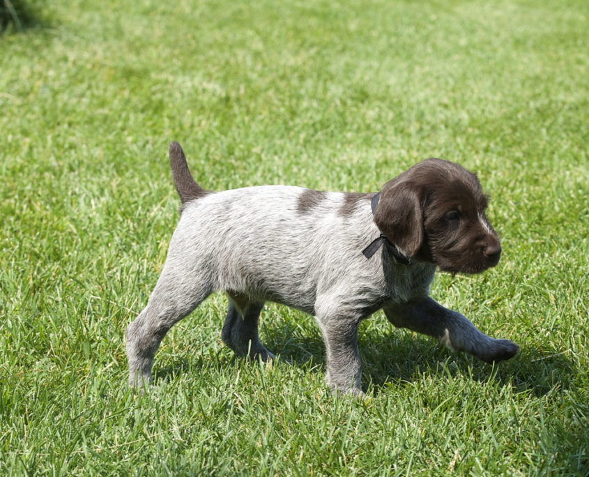 Wirehaired Pointing Griffon Puppy